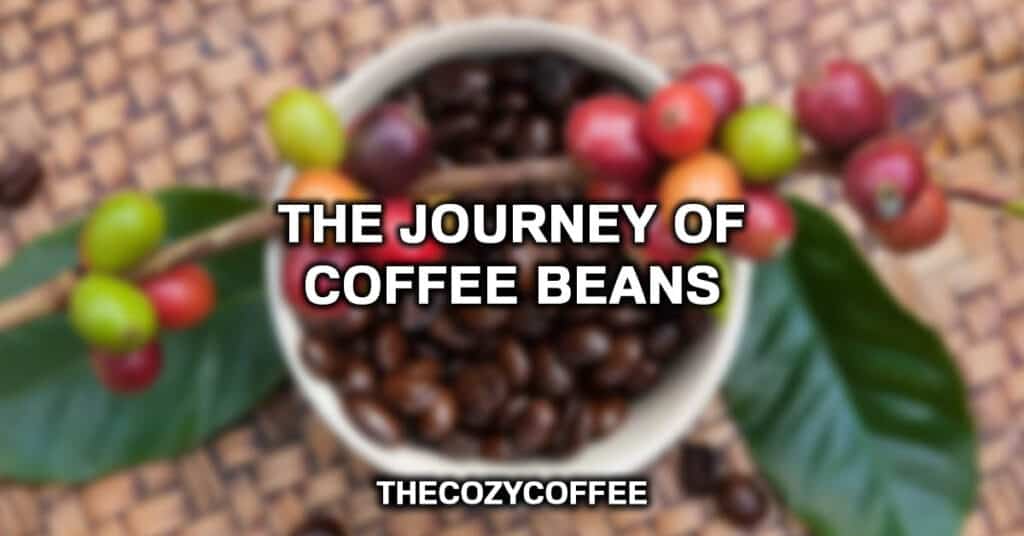 The Journey Of Coffee Beans
