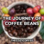 The Journey Of Coffee Beans